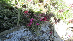 Indigofera meyeriana