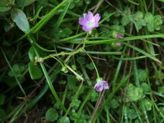 Claytonia sibirica