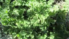 Pelargonium stipulaceum