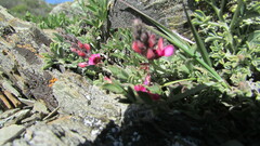 Indigofera meyeriana