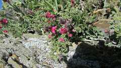 Indigofera meyeriana