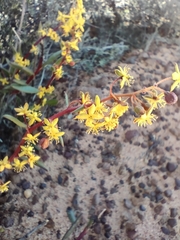 Tetragonia fruticosa