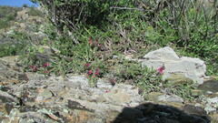 Indigofera meyeriana