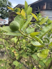 Citrus × aurantiifolia