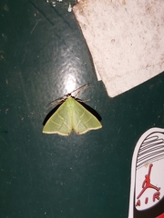 Urolitha bipunctifera