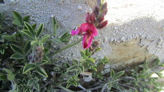 Indigofera meyeriana