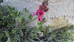 Indigofera meyeriana
