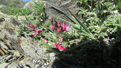 Indigofera meyeriana