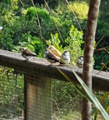 Stizoptera bichenovii