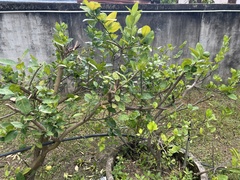 Citrus × aurantiifolia