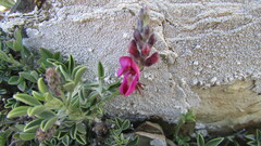 Indigofera meyeriana