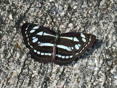 Neptis duryodana nesia