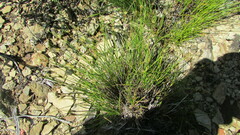 Ficinia compasbergensis