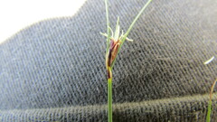 Ficinia compasbergensis