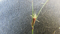 Ficinia compasbergensis