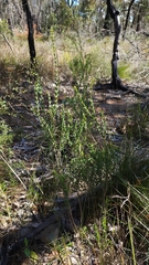 Melaleuca thymifolia