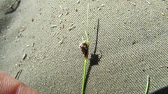 Ficinia compasbergensis