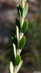 Melaleuca thymifolia