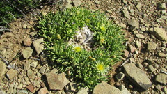 Mesembryanthemum resurgens