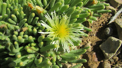 Mesembryanthemum resurgens