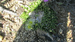 Mesembryanthemum resurgens