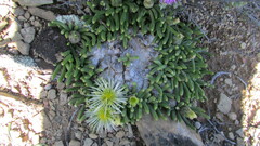 Mesembryanthemum resurgens