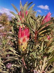 Protea repens