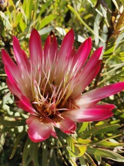 Protea repens
