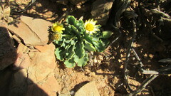 Othonna auriculifolia