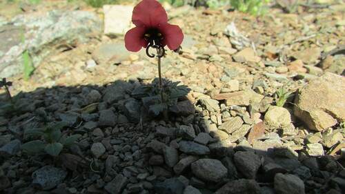 Alonsoa unilabiata (Alonsoa unilabiata)