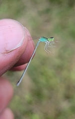 Ischnura asiatica