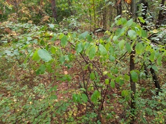 Rhamneae