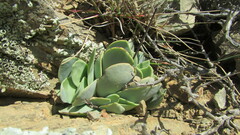 Crassula nudicaulis
