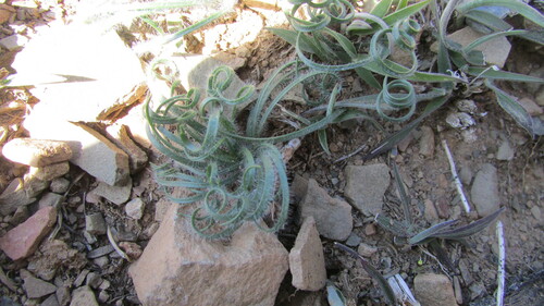 Gethyllis lanuginosa