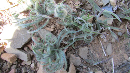 Gethyllis lanuginosa