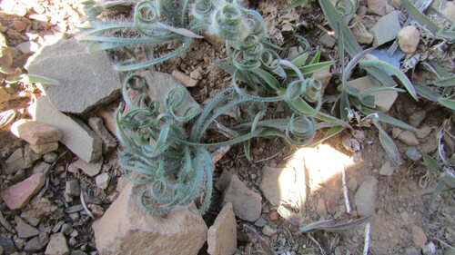 Gethyllis lanuginosa