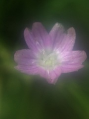 Claytonia sibirica