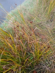 Bolboschoenus planiculmis