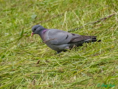 Columba oenas