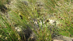 Ficinia compasbergensis