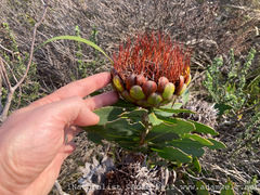 Protea nitida