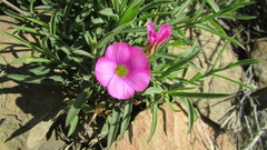 Oxalis heterophylla