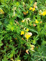 Lotus corniculatus