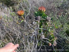 Protea nitida