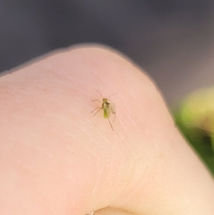 Macrosiphum euphorbiae