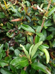 Vespula