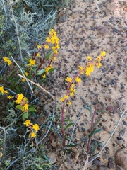 Tetragonia fruticosa