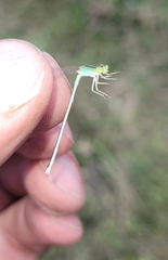 Ischnura asiatica