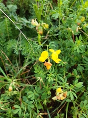 Lotus corniculatus