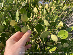 Olea capensis